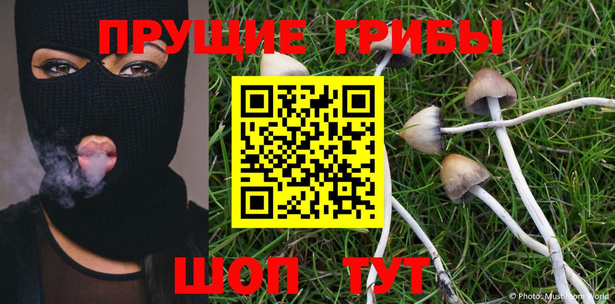 Ишимбай  Псилоцибиновые грибы Psilocybe  Вход с VPN 